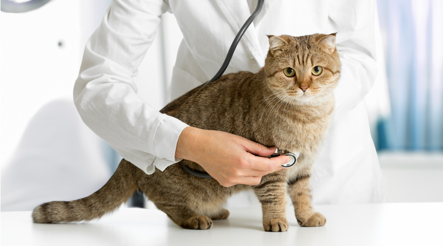 produits-veterinaires-le-mans-s